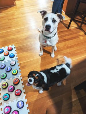 dog-talking-buttons-diy